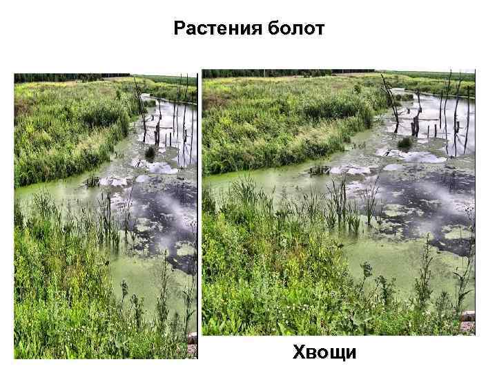Растения болот Хвощи 