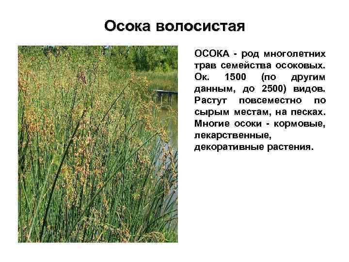 Осока волосистая ОСОКА - род многолетних трав семейства осоковых. Ок. 1500 (по другим данным,