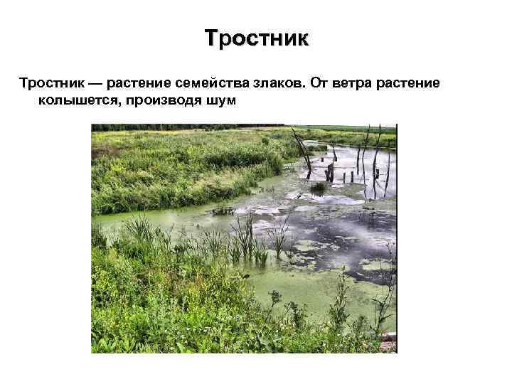 Тростник — растение семейства злаков. От ветра растение колышется, производя шум 