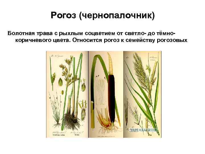 Рогоз (чернопалочник) Болотная трава с рыхлым соцветием от светло- до тёмнокоричневого цвета. Относится рогоз