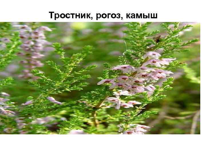 Тростник, рогоз, камыш 