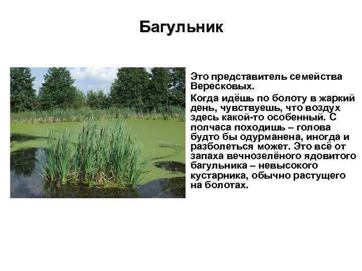 Багульник Это представитель семейства Вересковых. Когда идёшь по болоту в жаркий день, чувствуешь, что