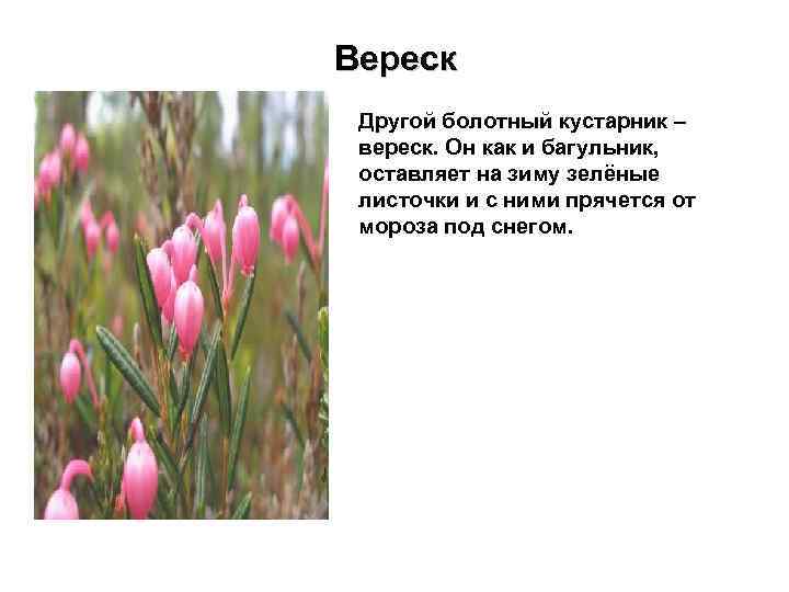 Вереск Другой болотный кустарник – вереск. Он как и багульник, оставляет на зиму зелёные