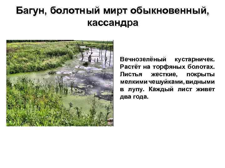 Багун, болотный мирт обыкновенный, кассандра Вечнозелёный кустарничек. Растёт на торфяных болотах. Листья жесткие, покрыты