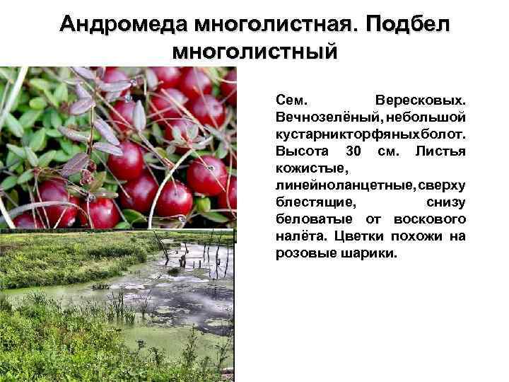Андромеда многолистная. Подбел многолистный Сем. Вересковых. Вечнозелёный, небольшой кустарник торфяных болот. Высота 30 см.