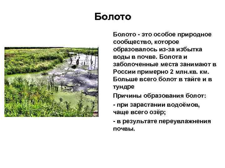 Болото - это особое природное сообщество, которое образовалось из-за избытка воды в почве. Болота