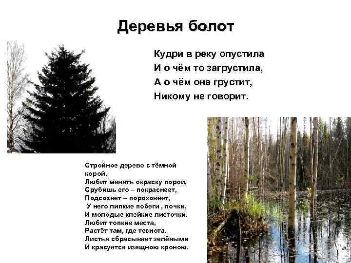 Деревья болот Кудри в реку опустила И о чём то загрустила, А о чём