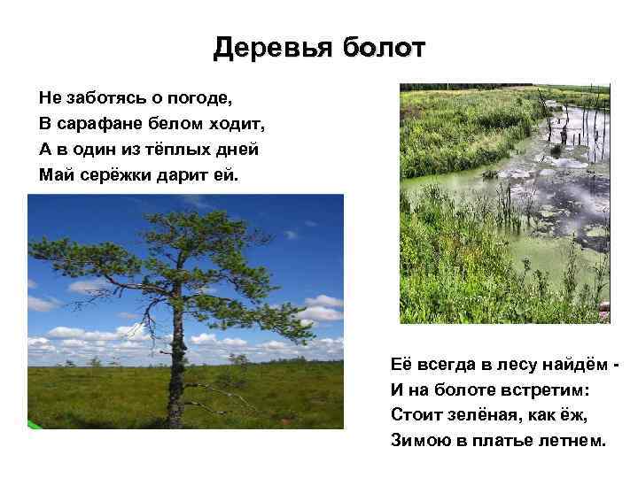 Деревья болот Не заботясь о погоде, В сарафане белом ходит, А в один из