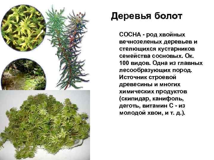 Деревья болот СОСНА - род хвойных вечнозеленых деревьев и стелющихся кустарников семейства сосновых. Ок.