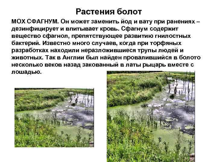Растения болот МОХ СФАГНУМ. Он может заменить йод и вату при ранениях – дезинфицирует