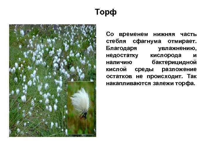 Торф Со временем нижняя часть стебля сфагнума отмирает. Благодаря увлажнению, недостатку кислорода и наличию