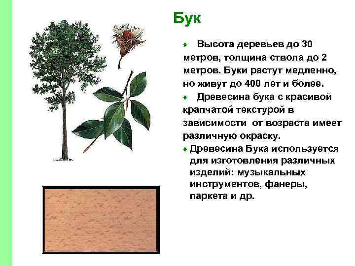 Бук Высота деревьев до 30 метров, толщина ствола до 2 метров. Буки растут медленно,