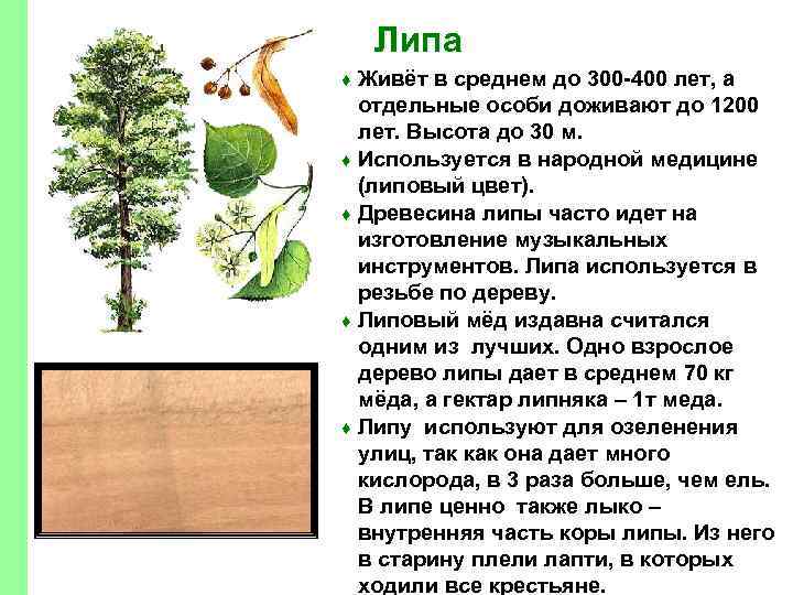 Липа Живёт в среднем до 300 -400 лет, а отдельные особи доживают до 1200