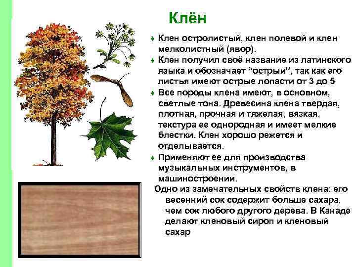 Клён Клен остролистый, клен полевой и клен мелколистный (явор). ♦ Клен получил своё название
