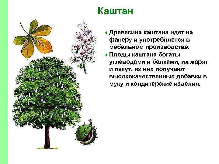 Каштан Древесина каштана идёт на фанеру и употребляется в мебельном производстве. ♦ Плоды каштана