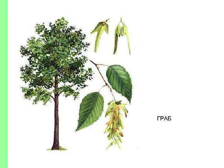ГРАБ 