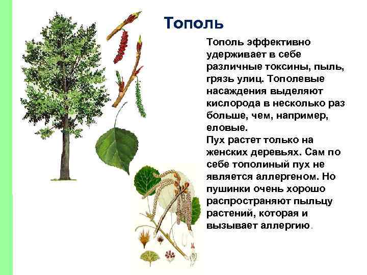 Тополь эффективно удерживает в себе различные токсины, пыль, грязь улиц. Тополевые насаждения выделяют кислорода