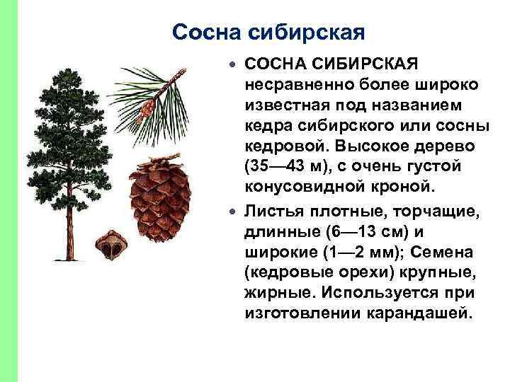 Сосна сибирская СОСНА СИБИРСКАЯ несравненно более широко известная под названием кедра сибирского или сосны