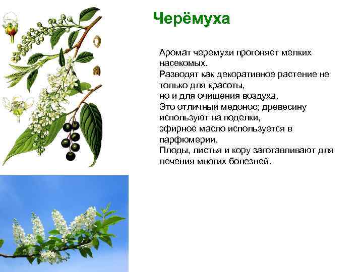 Черёмуха Аромат черемухи прогоняет мелких насекомых. Разводят как декоративное растение не только для красоты,