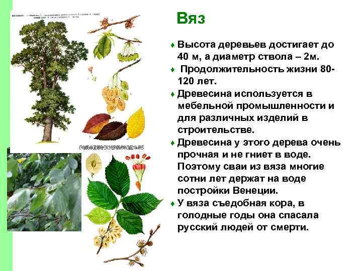 Общие сведения о деревьях и кустарниках используемых в ландшафтной архитектуре