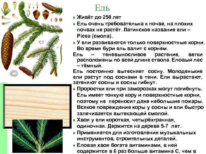 Ель Живёт до 250 лет ♦ Ель очень требовательна к почве, на плохих почвах