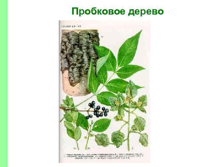 Пробковое дерево 