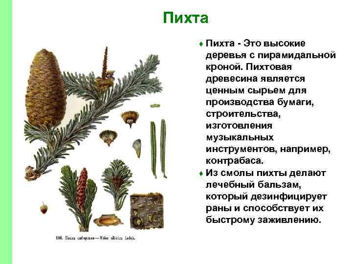 Пихта - Это высокие деревья с пирамидальной кроной. Пихтовая древесина является ценным сырьем для