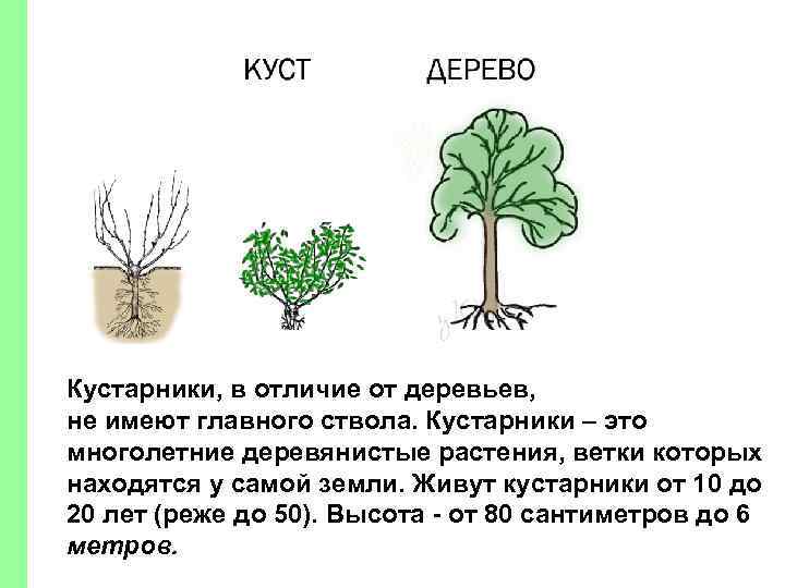 Деревья кустарники травы презентация 1 класс