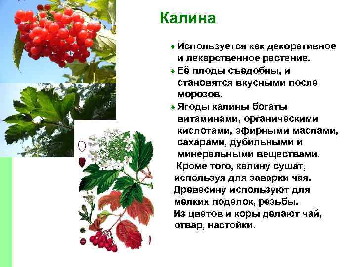 Калина Используется как декоративное и лекарственное растение. ♦ Её плоды съедобны, и становятся вкусными