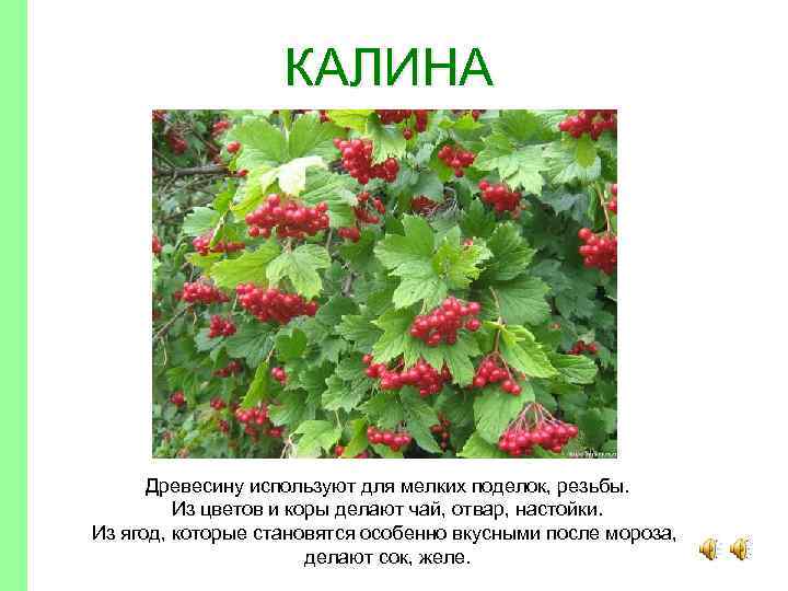 КАЛИНА Древесину используют для мелких поделок, резьбы. Из цветов и коры делают чай, отвар,