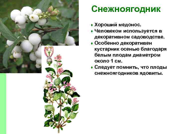 Снежноягодник Хороший медонос. ♦ Человеком используется в декоративном садоводстве. ♦ Особенно декоративен кустарник осенью