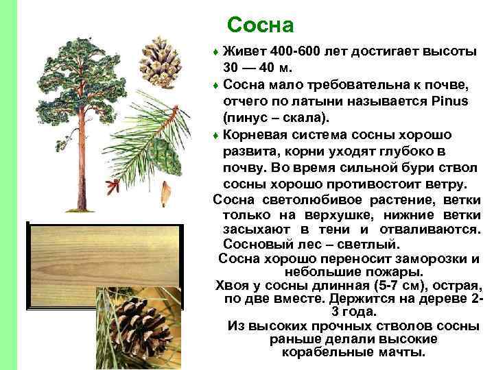 Сосна Живет 400 -600 лет достигает высоты 30 — 40 м. ♦ Сосна мало