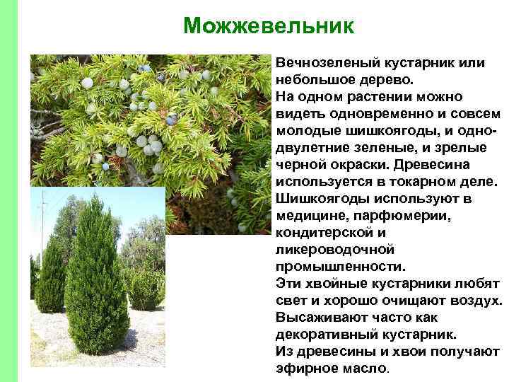 Можжевельник Вечнозеленый кустарник или небольшое дерево. На одном растении можно видеть одновременно и совсем