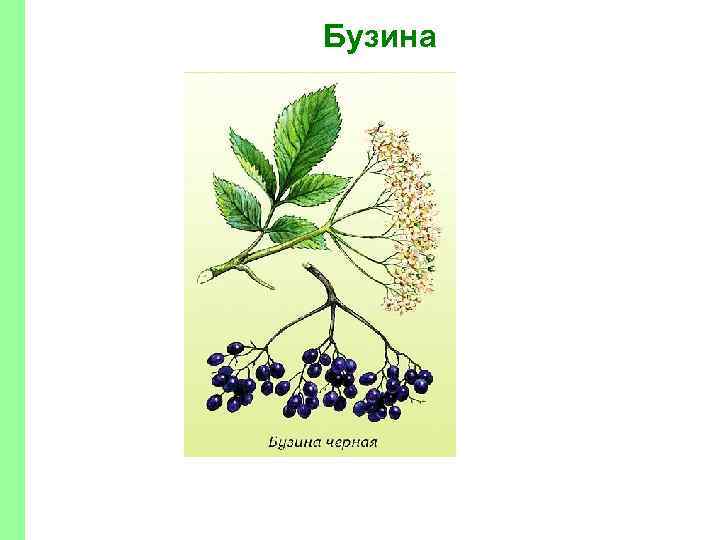 Бузина 