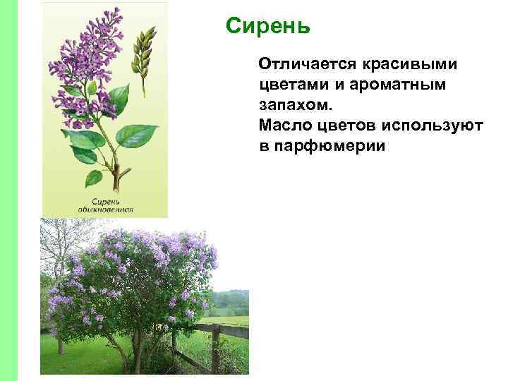 Сирень Отличается красивыми цветами и ароматным запахом. Масло цветов используют в парфюмерии 
