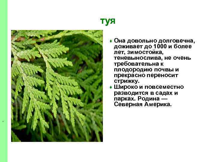 туя Она довольно долговечна, доживает до 1000 и более лет, зимостойка, теневынослива, не очень