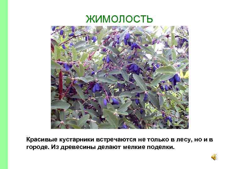 ЖИМОЛОСТЬ Красивые кустарники встречаются не только в лесу, но и в городе. Из древесины