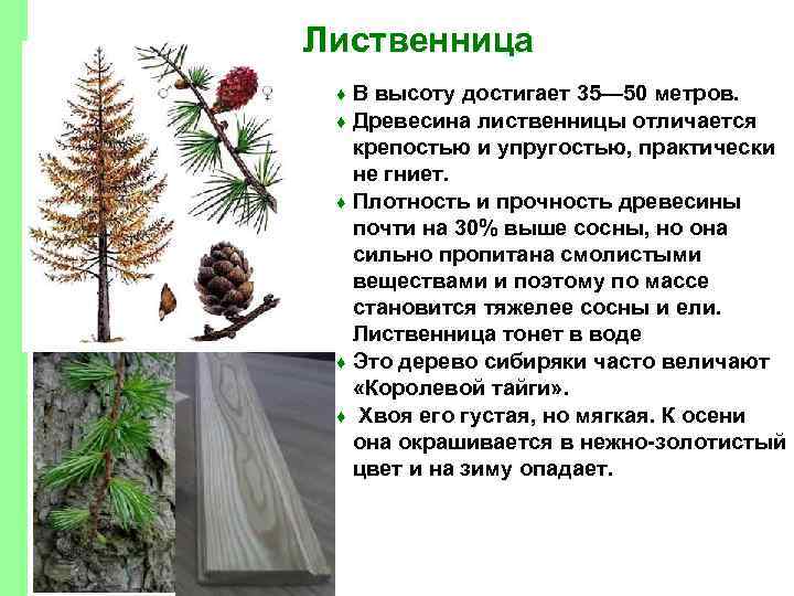 Лиственница В высоту достигает 35— 50 метров. ♦ Древесина лиственницы отличается крепостью и упругостью,