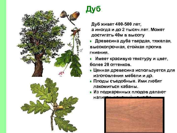 Дуб живет 400 -500 лет, а иногда и до 2 тысяч лет. Может достигать