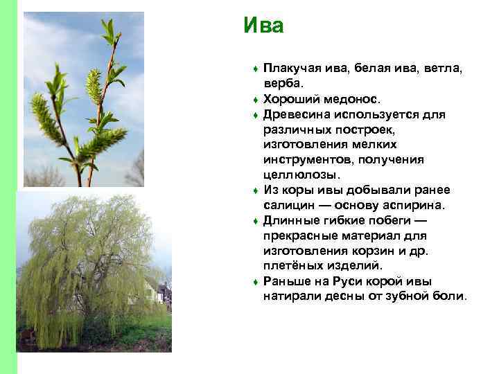 Ива ♦ ♦ ♦ Плакучая ива, белая ива, ветла, верба. Хороший медонос. Древесина используется