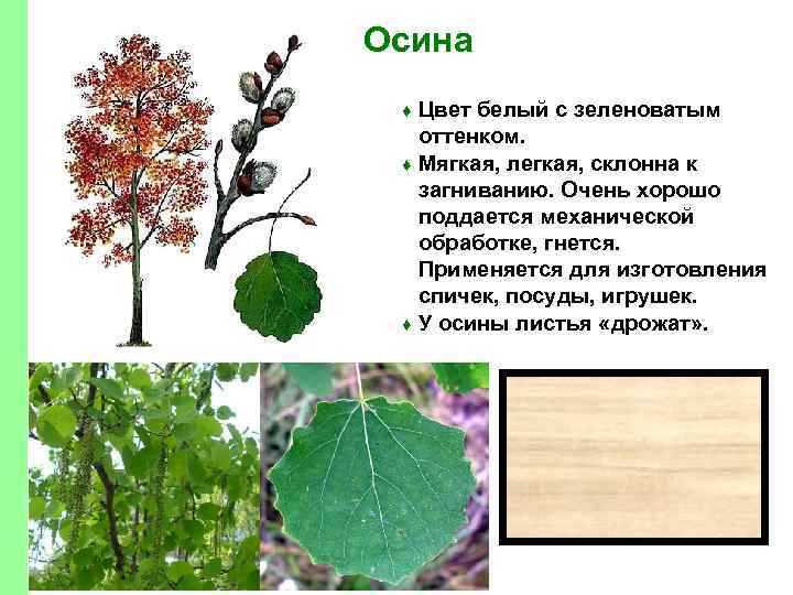Осина Цвет белый с зеленоватым оттенком. ♦ Мягкая, легкая, склонна к загниванию. Очень хорошо
