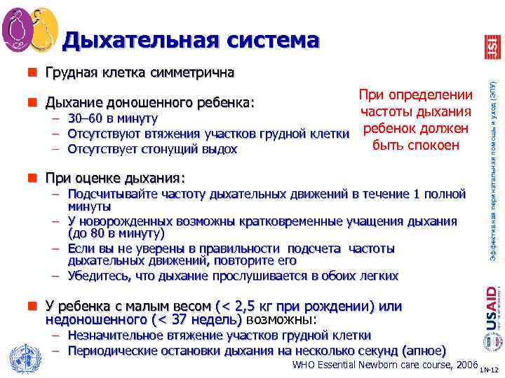 Дыхательная система При определении частоты дыхания 30– 60 в минуту Отсутствуют втяжения участков грудной
