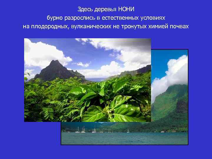 Здесь деревья НОНИ бурно разрослись в естественных условиях на плодородных, вулканических не тронутых химией