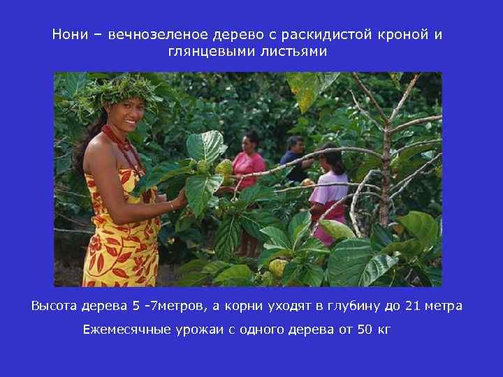 Нони – вечнозеленое дерево с раскидистой кроной и глянцевыми листьями Высота дерева 5 -7