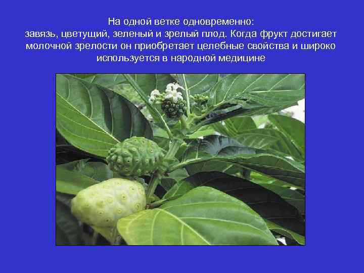 На одной ветке одновременно: завязь, цветущий, зеленый и зрелый плод. Когда фрукт достигает молочной