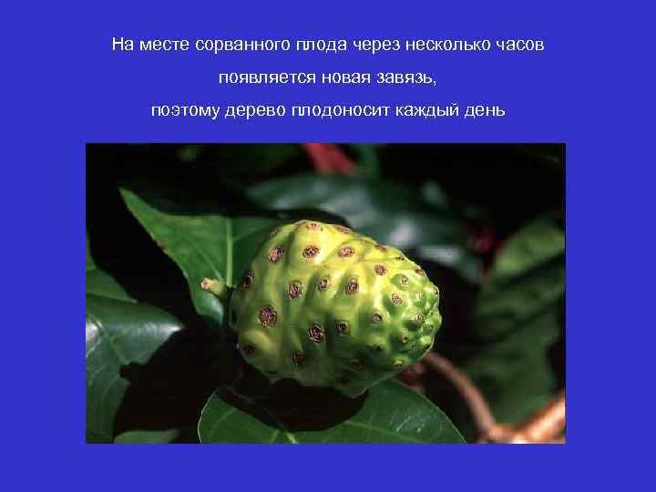 На месте сорванного плода через несколько часов появляется новая завязь, поэтому дерево плодоносит каждый