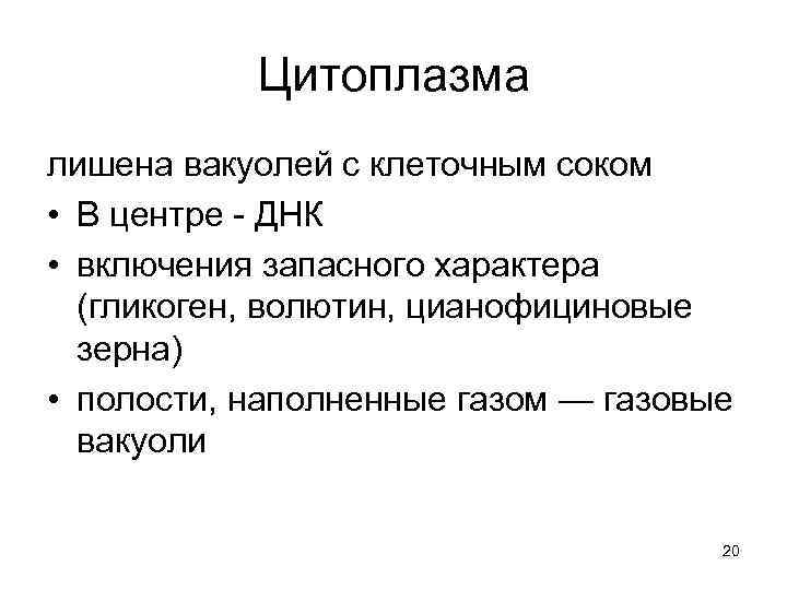 Цитоплазма лишена вакуолей с клеточным соком • В центре - ДНК • включения запасного