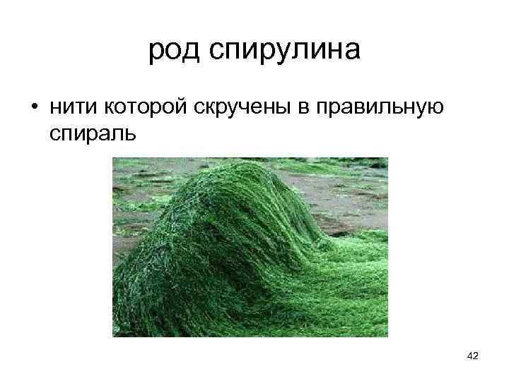 род спирулина • нити которой скручены в правильную спираль 42 