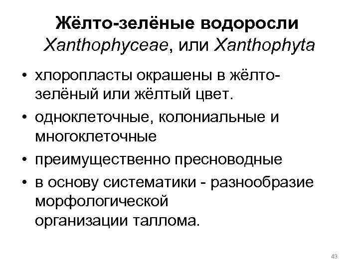 Жёлто-зелёные водоросли Xanthophyceae, или Xanthophyta • хлоропласты окрашены в жёлтозелёный или жёлтый цвет. •