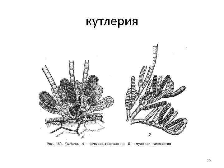 кутлерия 56 